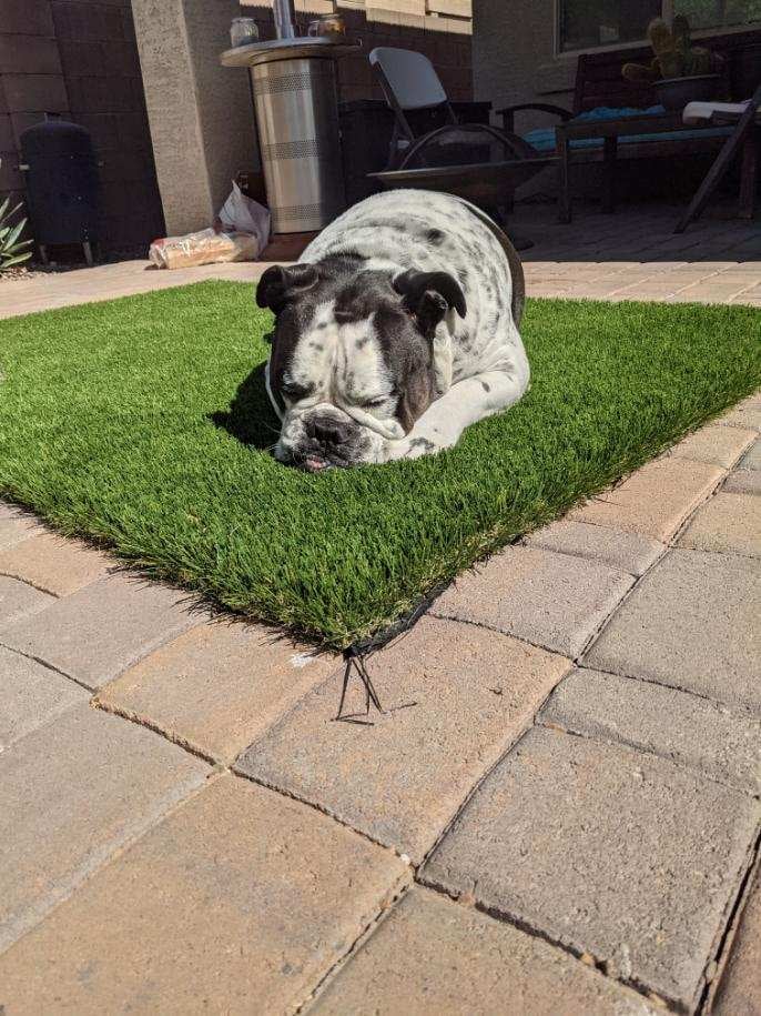 Is Artificial Grass Too Hot For Pets?