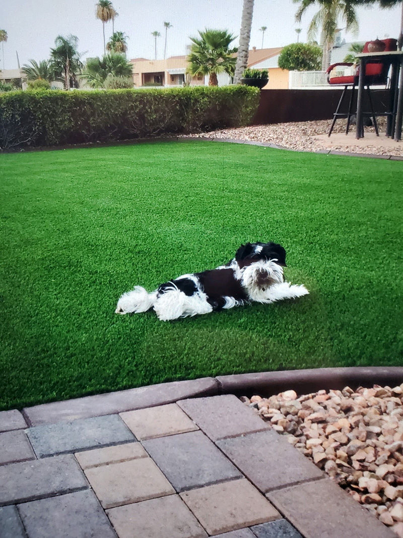 Pet Friendly Artificial Turf Crafted For Pets Artificial Grass Masters