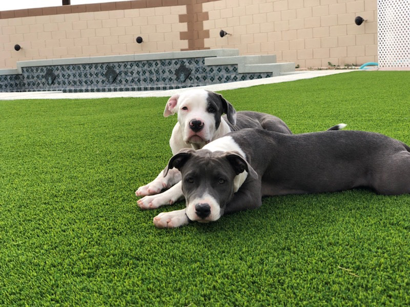 artificial grass for multiple dogs