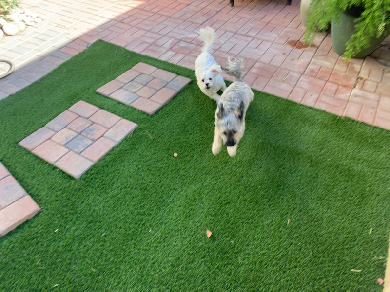Backyard synthetic grass for pets
