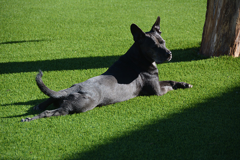 pet synthetic turf is comfy
