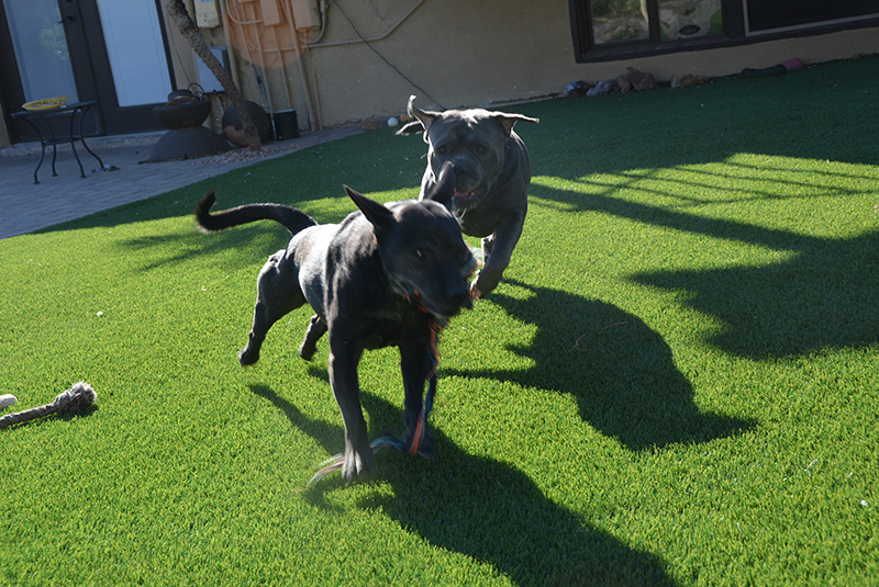 dogs running on artificial grass