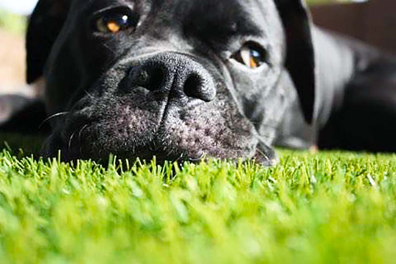 dog laying on artificial turf close up