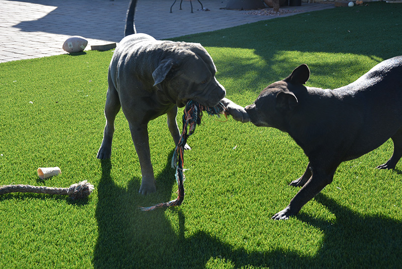 durable pet grass for landscaping