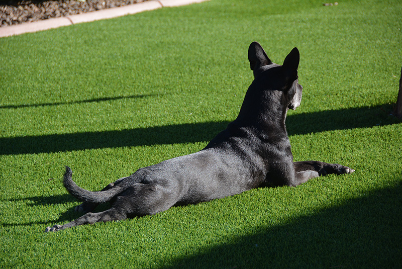 dog laying on durable pet grass