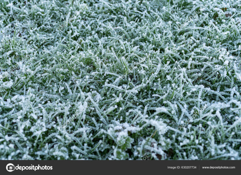 Winter is coming. When Frost Covers Your Desert Lawn. Can You Save It?