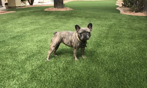 best turf for dogs