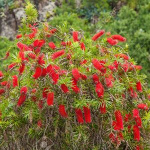 flowering red bottlebrush bush, Callistemon, natural floral background