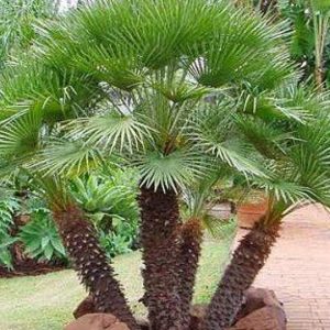 pygmy Palm