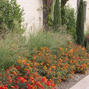 Plants & Other Native Shrubs - Artificial Grass Masters